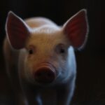 Cochon Unsplash