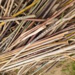 OSTIA cérémonie des bâtons