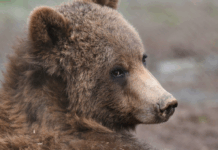 Ourse, vagues et gen Z énervée : les 10 bonnes nouvelles de la semaine