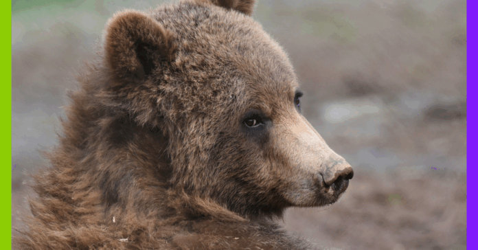 Ourse, vagues et gen Z énervée : les 10 bonnes nouvelles de la semaine