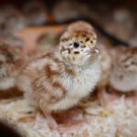 pousssin perdrix 169