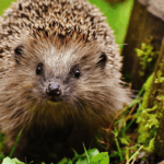 Liste rouge UICN : la biodiversité mondiale en état d’alerte