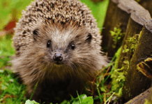 Liste rouge UICN : la biodiversité mondiale en état d’alerte Liste rouge UICN : la biodiversité mondiale en état d’alerte