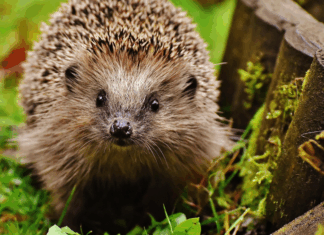 Liste rouge UICN : la biodiversité mondiale en état d’alerte Liste rouge UICN : la biodiversité mondiale en état d’alerte