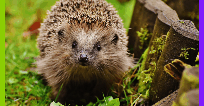 Liste rouge UICN : la biodiversité mondiale en état d’alerte Liste rouge UICN : la biodiversité mondiale en état d’alerte