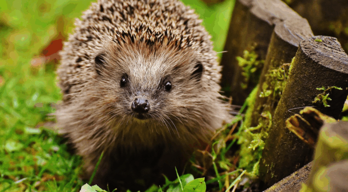 Liste rouge UICN : la biodiversité mondiale en état d’alerte Liste rouge UICN : la biodiversité mondiale en état d’alerte