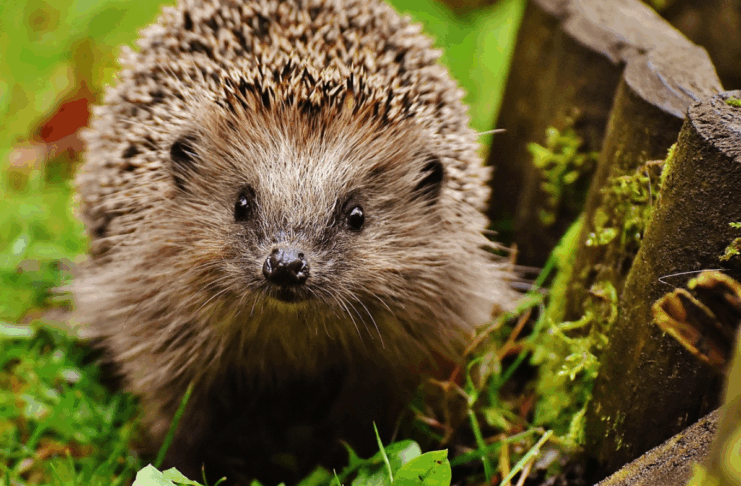 Liste rouge UICN : la biodiversité mondiale en état d’alerte Liste rouge UICN : la biodiversité mondiale en état d’alerte