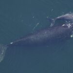 Wikicommons – Par NOAA Photo Library —