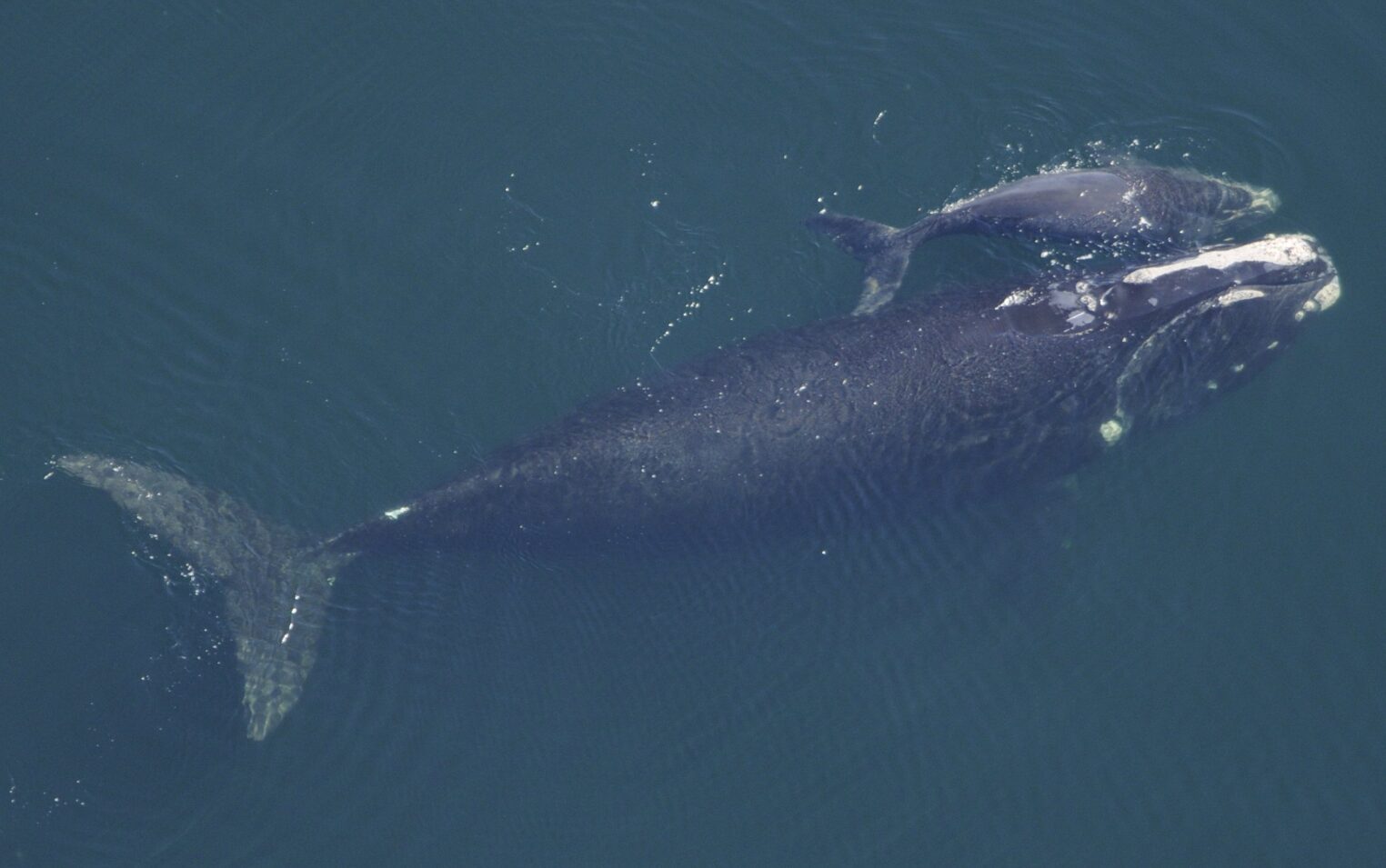 Wikicommons - Par NOAA Photo Library —