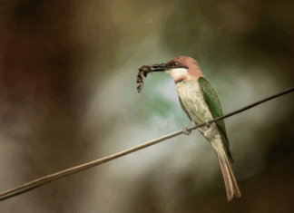 Rémunération, insectivores et habitat participatif : les 10 bonnes nouvelles de la semaine