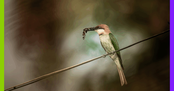 Rémunération, insectivores et habitat participatif : les 10 bonnes nouvelles de la semaine