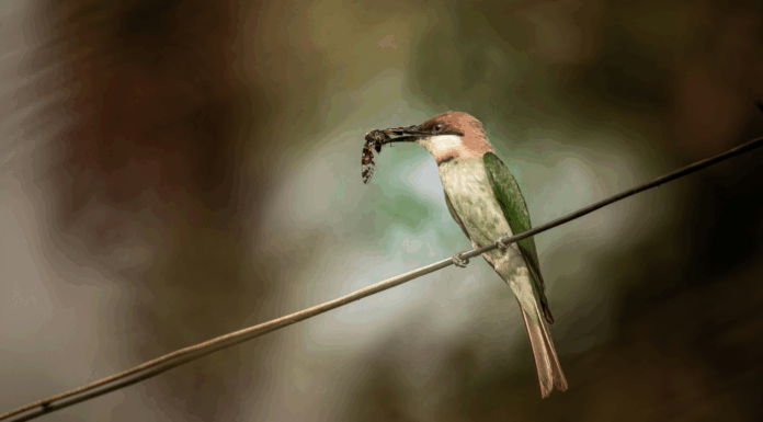 Rémunération, insectivores et habitat participatif : les 10 bonnes nouvelles de la semaine