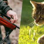 Chasseurs VS chats : qui bousille vraiment la biodiversité ?