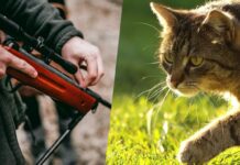 Chasseur VS chat : qui bousille vraiment la biodiversité ? Chasseurs VS chats : qui bousille vraiment la biodiversité ?