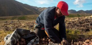 Climat, santé, biodiversité… Un institut trouve 71 solutions Biodiversité, climat, santé : les 71 solutions de l’IPBES