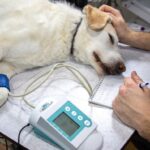 Chiens hypertypés : l&rsquo;alerte des vétérinaires sur la souffrance programmée