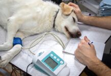 Chiens hypertypés : l’alerte des vétérinaires sur la souffrance programmée Chiens hypertypés : l'alerte des vétérinaires sur la souffrance programmée