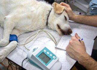 Chiens hypertypés : l’alerte des vétérinaires sur la souffrance programmée Chiens hypertypés : l'alerte des vétérinaires sur la souffrance programmée