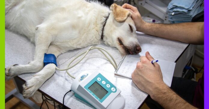 Chiens hypertypés : l’alerte des vétérinaires sur la souffrance programmée Chiens hypertypés : l'alerte des vétérinaires sur la souffrance programmée