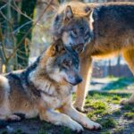 Le loup, bouc émissaire de la bêtise humaine