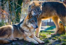 Le loup, bouc émissaire de la bêtise humaine Le loup, bouc émissaire de la bêtise humaine