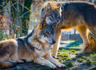 Le loup, bouc émissaire de la bêtise humaine Le loup, bouc émissaire de la bêtise humaine
