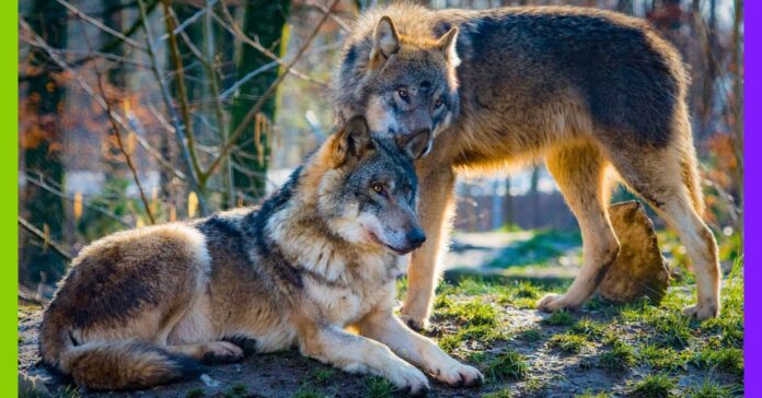 Le loup, bouc émissaire de la bêtise humaine Le loup, bouc émissaire de la bêtise humaine