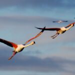 Flamants en vol ©Jean JALBERT – Tour du Valat