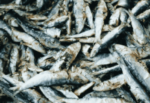 Changement climatique, Lafarge et maquereaux : les 10 infos à ne pas manquer cette semaine