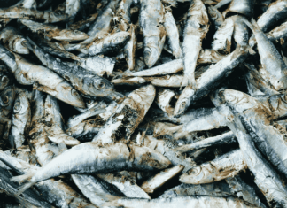 Changement climatique, Lafarge et maquereaux : les 10 infos à ne pas manquer cette semaine