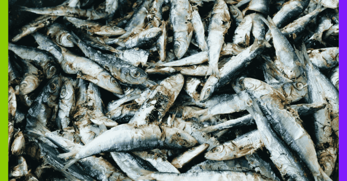 Changement climatique, Lafarge et maquereaux : les 10 infos à ne pas manquer cette semaine