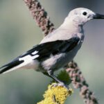 Nucifraga_columbiana1_11zon