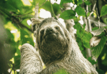 Paresseux, Cop30 et vaches en détresse : voici les 10 actus à ne pas manquer cette semaine