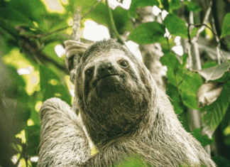 Paresseux, Cop30 et vaches en détresse : voici les 10 actus à ne pas manquer cette semaine