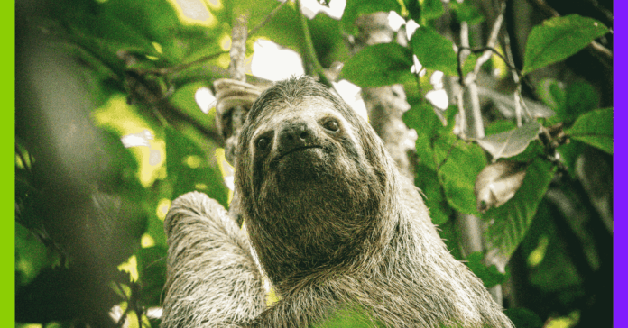 Paresseux, Cop30 et vaches en détresse : voici les 10 actus à ne pas manquer cette semaine