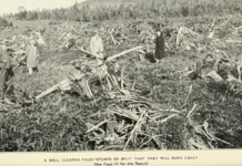 5 raisons d’en finir avec les monocultures 5 bonnes raisons d'en finir avec les monocultures