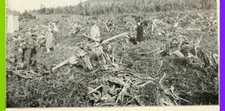 5 raisons d’en finir avec les monocultures 5 bonnes raisons d'en finir avec les monocultures