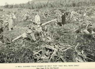 5 raisons d’en finir avec les monocultures 5 bonnes raisons d'en finir avec les monocultures