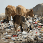 Plastiques : la contamination silencieuse des sols français