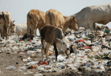 Plastiques : la contamination silencieuse des sols français Plastiques : la contamination silencieuse des sols français