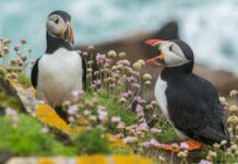 Ces 5 espèces peu médiatisées et pourtant en grand danger Ces 5 espèces peu médiatisées et pourtant en grand danger