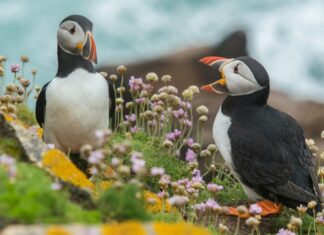 Ces 5 espèces peu médiatisées et pourtant en grand danger Ces 5 espèces peu médiatisées et pourtant en grand danger