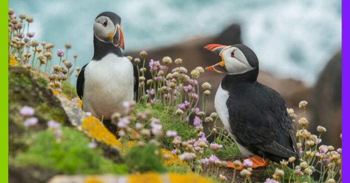 Ces 5 espèces peu médiatisées et pourtant en grand danger Ces 5 espèces peu médiatisées et pourtant en grand danger