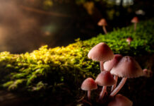 Solidarité, énergie, champignons : les 10 bonnes nouvelles de la semaine