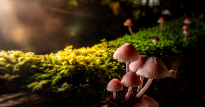 Solidarité, énergie, champignons : les 10 bonnes nouvelles de la semaine