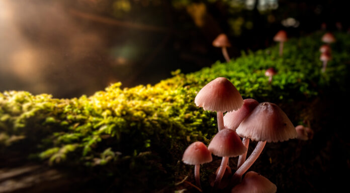 Solidarité, énergie, champignons : les 10 bonnes nouvelles de la semaine