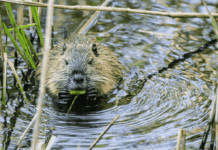 Hôpital, Nestlé et castor : les 10 bonnes nouvelles de la semaine