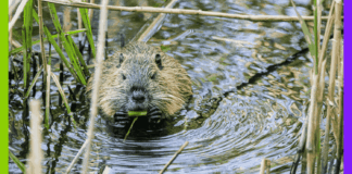 Hôpital, Nestlé et castor : les 10 bonnes nouvelles de la semaine