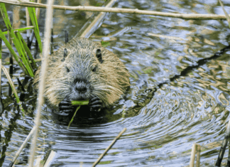 Hôpital, Nestlé et castor : les 10 bonnes nouvelles de la semaine