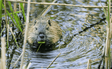 Hôpital, Nestlé et castor : les 10 bonnes nouvelles de la semaine